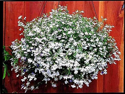 Amazon.com : Lobelia Seeds .White Lady.Hanging Baskets,Window